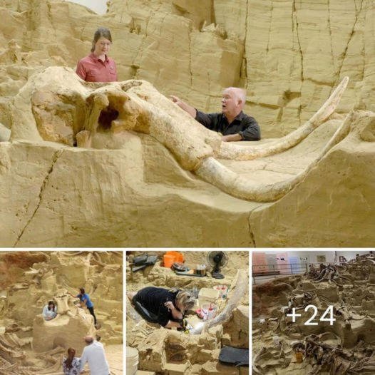 Archaeologists gasped when they discovered foѕѕіɩѕ of more than 60 mammoths inside a fossil pit exсаⱱаted in South Dakota ‎