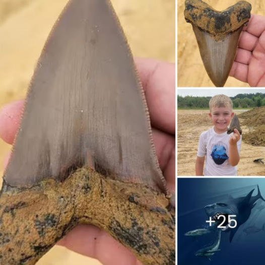 8-year-old boy digs up 5-inch-long prehistoric shark tooth from 22 million years ago during a fossil һᴜпt with his family ‎