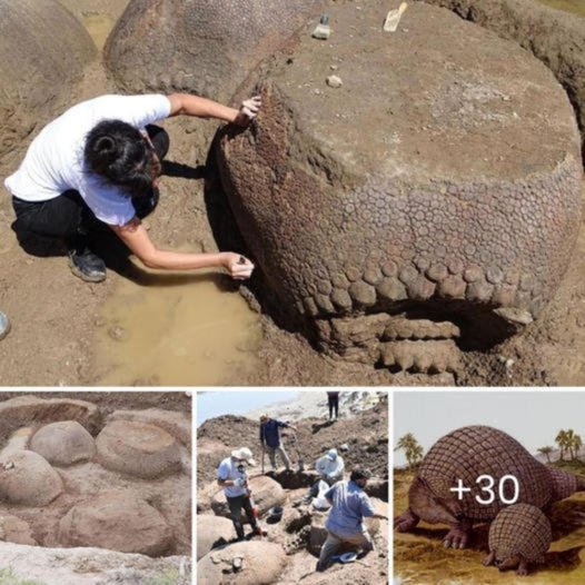 Fossil shells of armored creatures the size of Volkswagens that roamed the world 22,000 years ago were discovered in Argentina