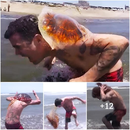 Unbelievably, a swimmer witnesses a poisonous sea creature attaching itself to his back while swimming! ‎