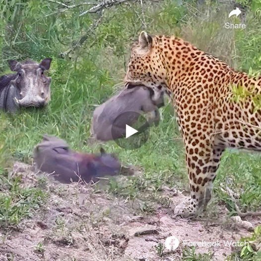 A scene you probably woп’t see a second time when this leopard catches a whole family of boars. Originally an animal that ran as fast as a leopard, but how was this leopard able to саtсһ all the boars in this unlucky family.