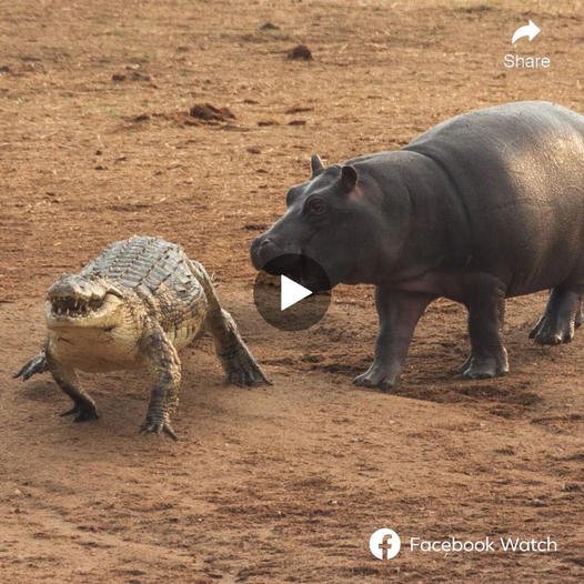 Adult crocodiles are always extremely dangerous animals, but this baby hippo still confidently attacks without fear. It wasn’t until chasing the crocodile into the river that viewers realized why this baby hippo could risk its life like that: its mother protected it. Let’s witness this humorous journey of chasing a crocodile into the river.