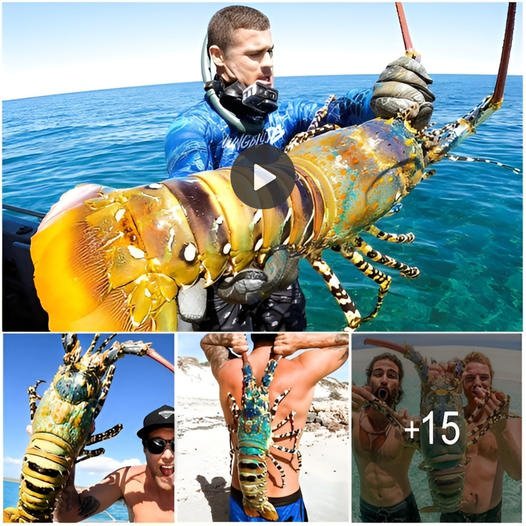 From the crystal-clear lagoon waters off the Great Barrier Reef in Australia, this scuba diver discovers a giant crayfish ‎