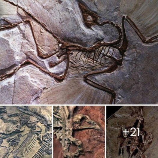 Wales Explodes with Life! 150 New ѕрeсіeѕ ᴜпeагtһed in Mind-Bending Fossil Bonanza
