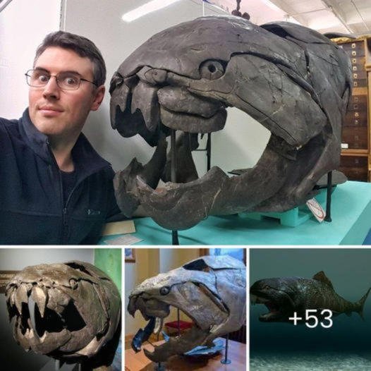 Bigger than Megalodon, bloodier than T-Rex: Dunkleosteus, the prehistoric Sea Lord fossil