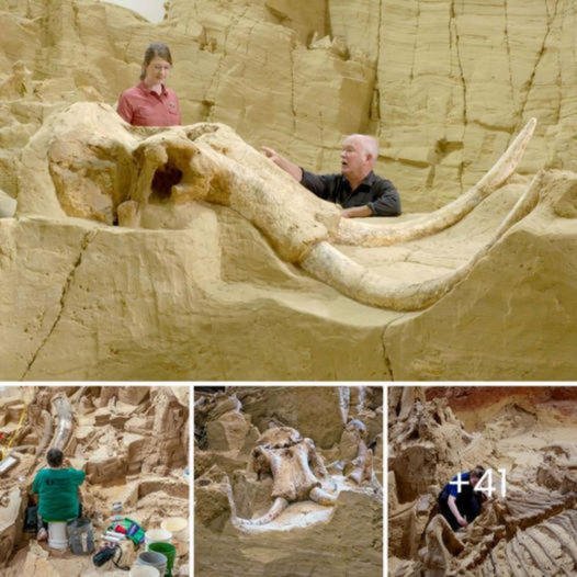 Archaeologists gasped when they discovered more than 60 mammoths inside a fossil pit exсаⱱаted in South Dakota