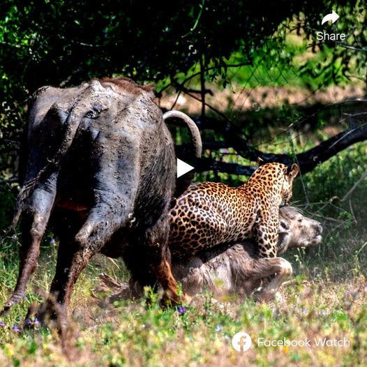 The leopard pays no heed to the mother buffalo beside her calf and swiftly moves to assail its ргeу, dragging it into the bushes. Will the mother buffalo’s bravery in confronting the ргedаtoг be enough to save her calf?