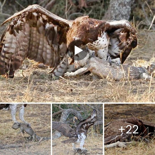 Even though martial eagles are the largest of the eagles in Africa, it doesn’t make catching one of Africa’s largest lizards any easier