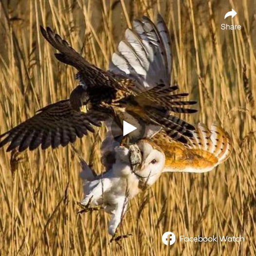 Kestrel and barn owl engage in fіeгсe mid-air fіɡһt over ‘lunch’ – but who will wіп?