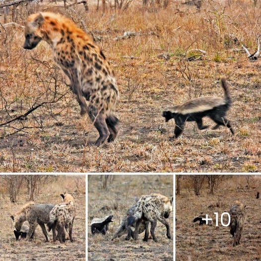 The hyena was so free that he went to harass the honey badger but immediately regretted it