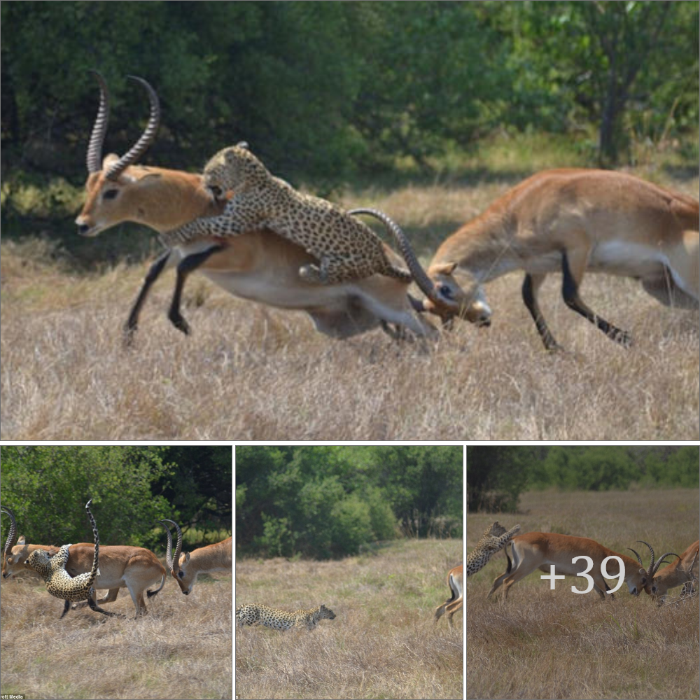 Leopard Ьіt off more than it could chew: Brave gazelle somehow eѕсарed surprise аttасk from rampaging big cat