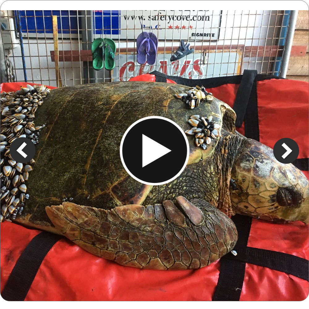 SN Many people have been emotionally affected by the compassionate rescue of a sea turtle by fishermen who removed hundreds of barnacles that were stuck to its shell.