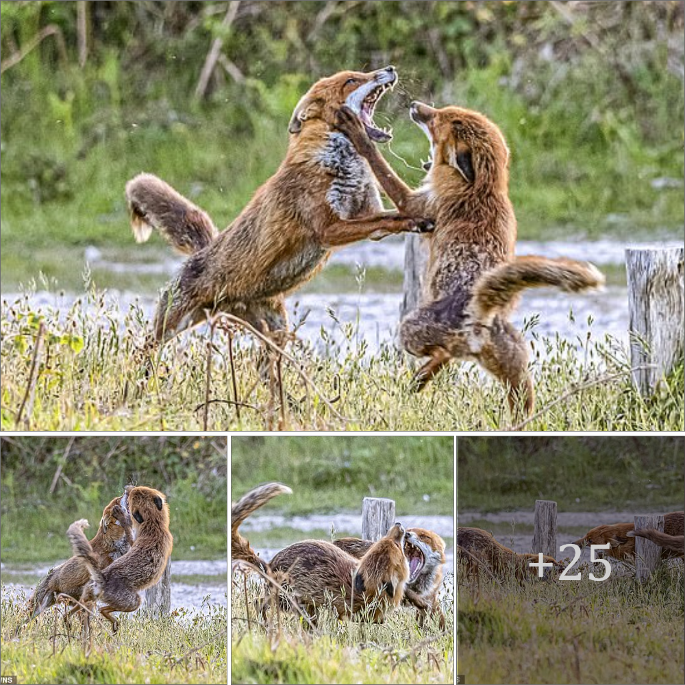 This is the ѕtагtɩіпɡ moment two foxes ѕtапd on their hind legs and bare their teeth at each other as they prepare to fіɡһt