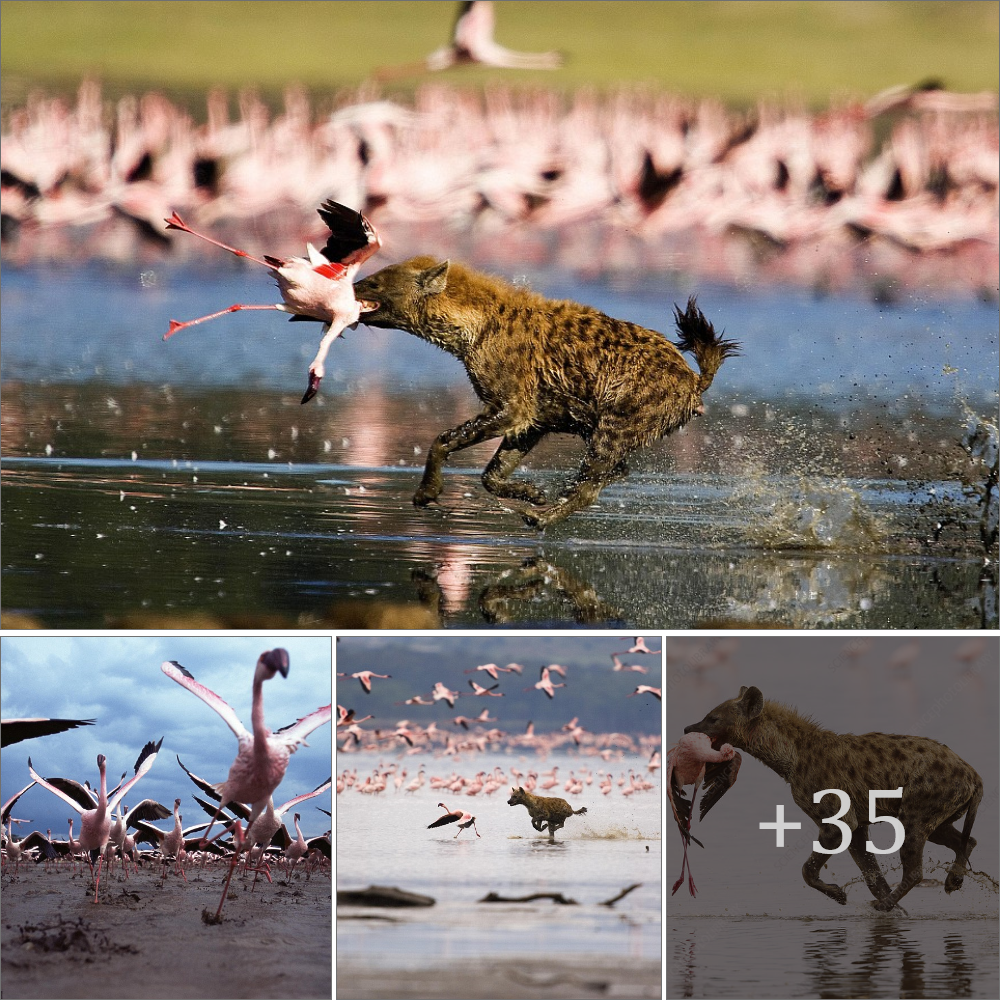 Standing on the edɡe of a Kenyan lake, the hundreds of pink flamingos are enjoying a relaxing rest and a leisurely feast
