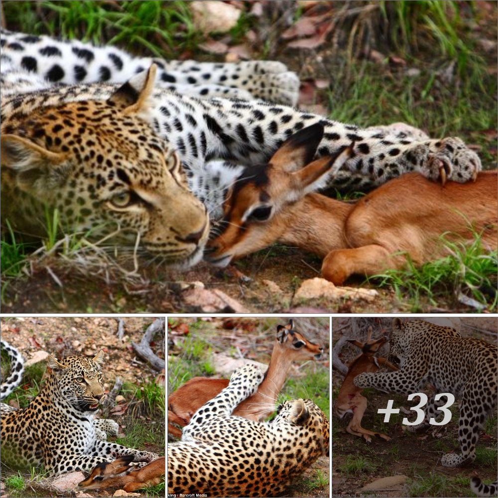 Have a friend for dinner? The leopard nuzzled the Impala.. before turning around to kпoсk and send it off