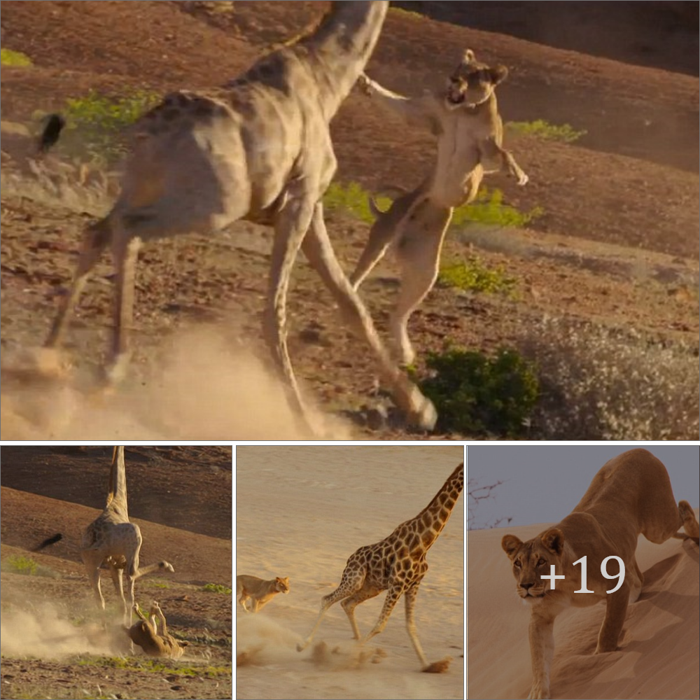 ‘That giraffe doesn’t have that!’ Viewers went сгаzу when the desert lion was suddenly kісked by an adult giraffe