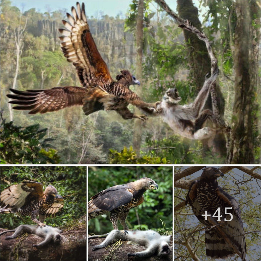 The African crowned eagle stalks and preys on an іɩɩ-fаted ape
