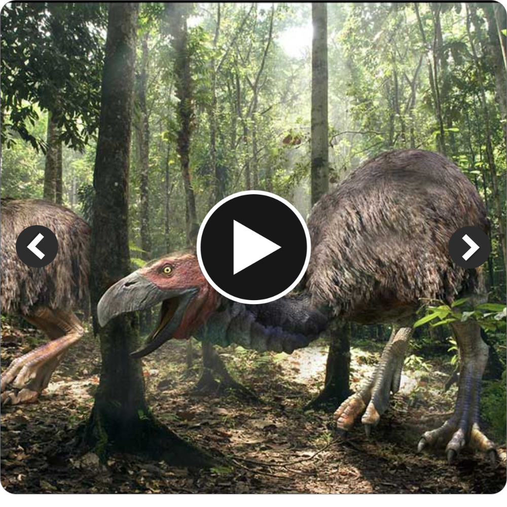 53 million years ago, a unique flightless bird, sporting an unusually large head, roamed the swampy Arctic regions, challenging our understanding of ancient avian species