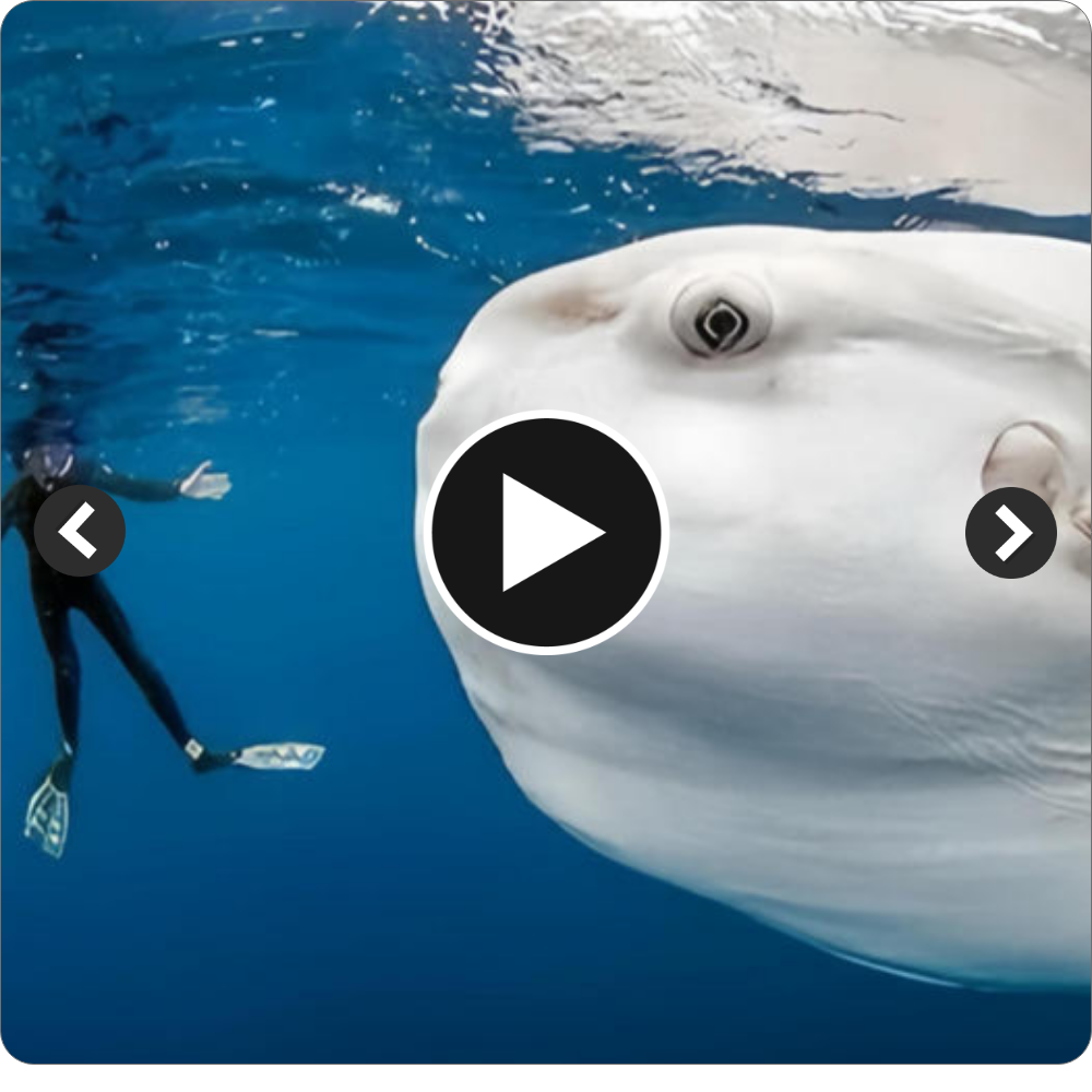 bđ American divers found Snow, a massive white fish that weighed 5,600 pounds and was almost 92 feet long. When it came over to greet them, they were taken aback.