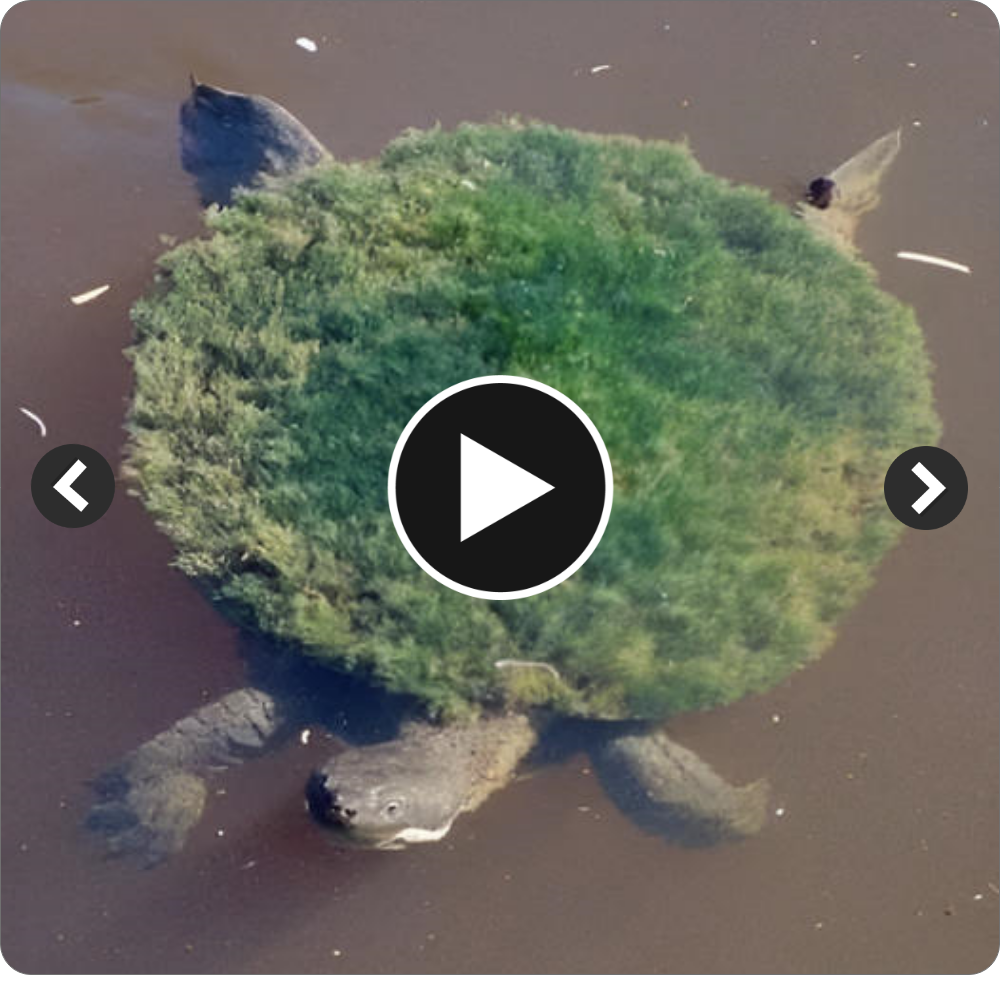 SN A magnificent turtle that is more than six meters long and over 130 years old is hiding in the vastness of the Amazon River by pretending to be a small island.