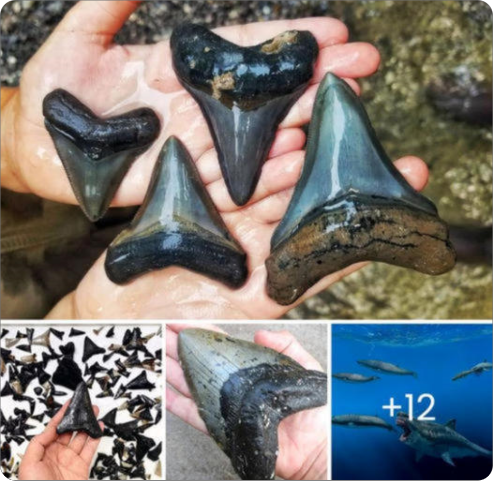 Scientists Unearth Shark Graveyard with Fossilized Teeth in the Depths of the Indian Ocean, Including a 40ft Ancestor of the Giant Megalodon