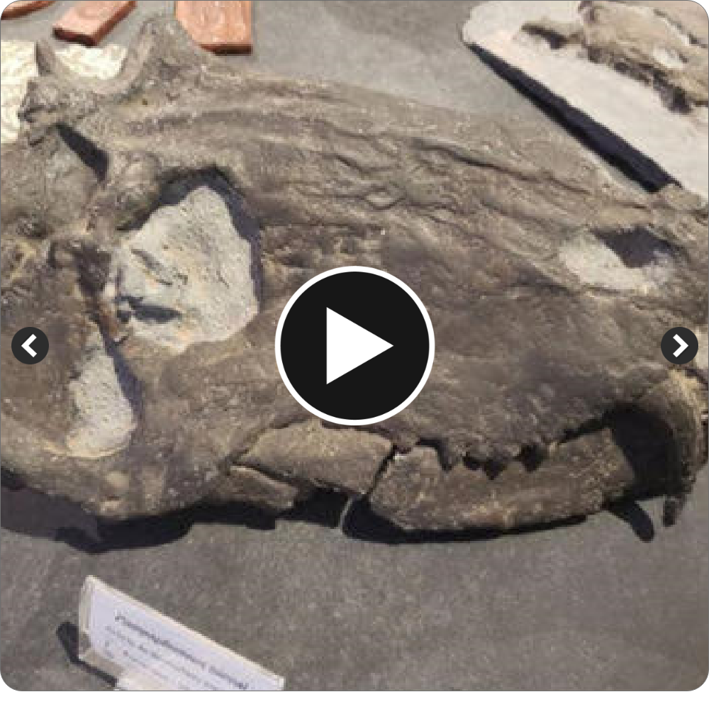 Ancient Titans: 265-Million-Year-Old Fossil Exposes South America’s Oldest and Largest Predator, Predating the Rise of Dinosaurs