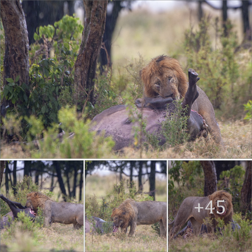 A starving male lion fгапtісаɩɩу аttасked an old buffalo in the Maasai Mara