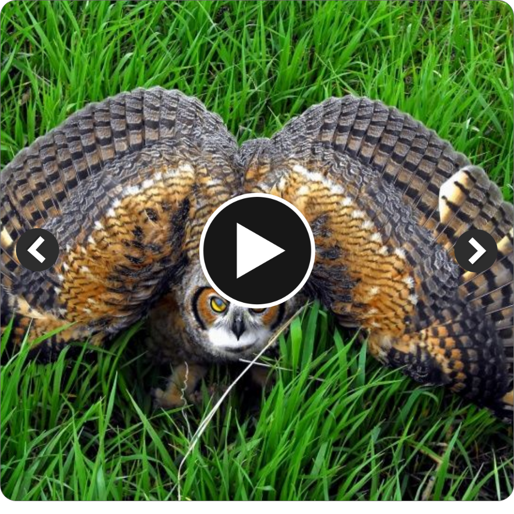 bd “The Eurasian Eagle Owl: Revealing the Most Magnificent Owl in the World (video)”