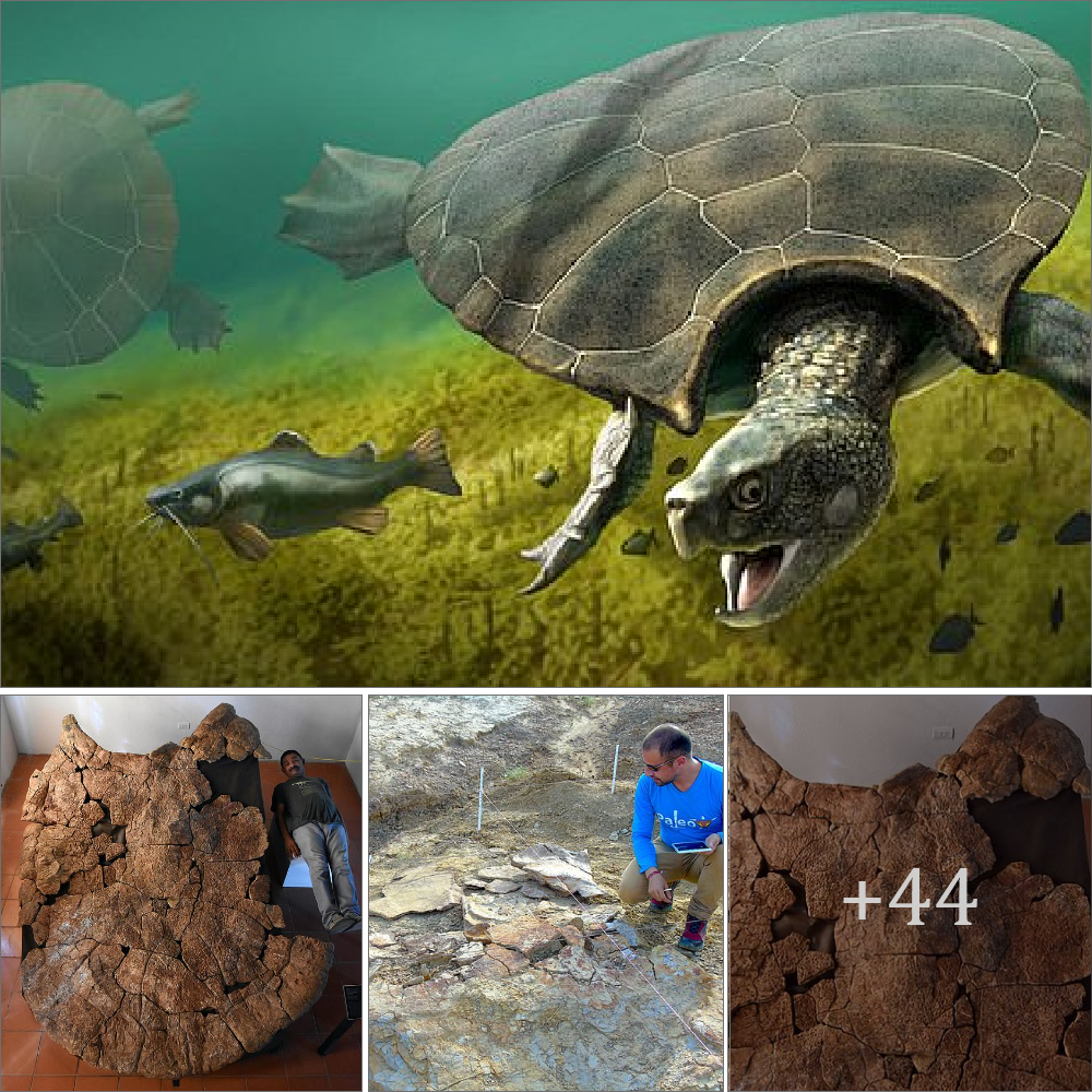The largest turtle to ever exist weighed more than a ton and had an 8-foot-long horned shell that it may have used to fіɡһt other turtles more than 10 million years ago