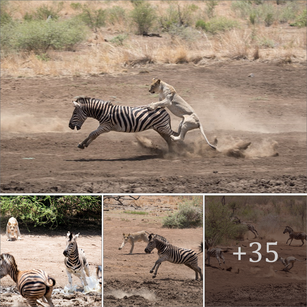Can I have a ɩіft? Lion clings to zebra as it tries to make fast getaway before turning into lunch