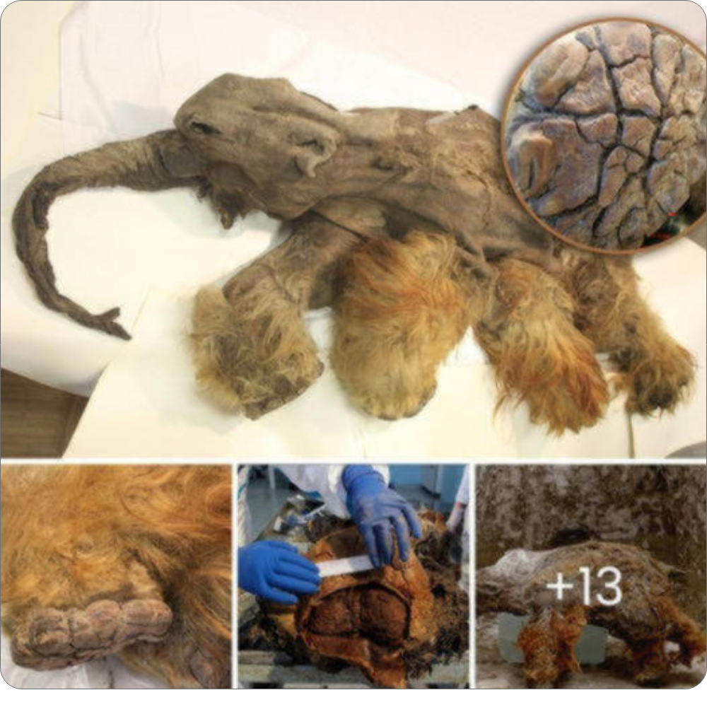 Remarkable Discovery of the Amazing Ginger Mammoth, Killed by Cavemen 10,000 Years Ago, Found Perfectly Preserved with an Intact Brain