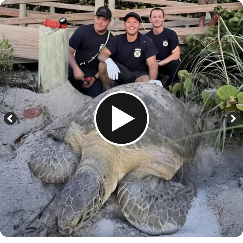 SN Protecting a magnificent 350-pound big turtle under a Florida boardwalk showcases the amazing fauna that adorns the coastline.