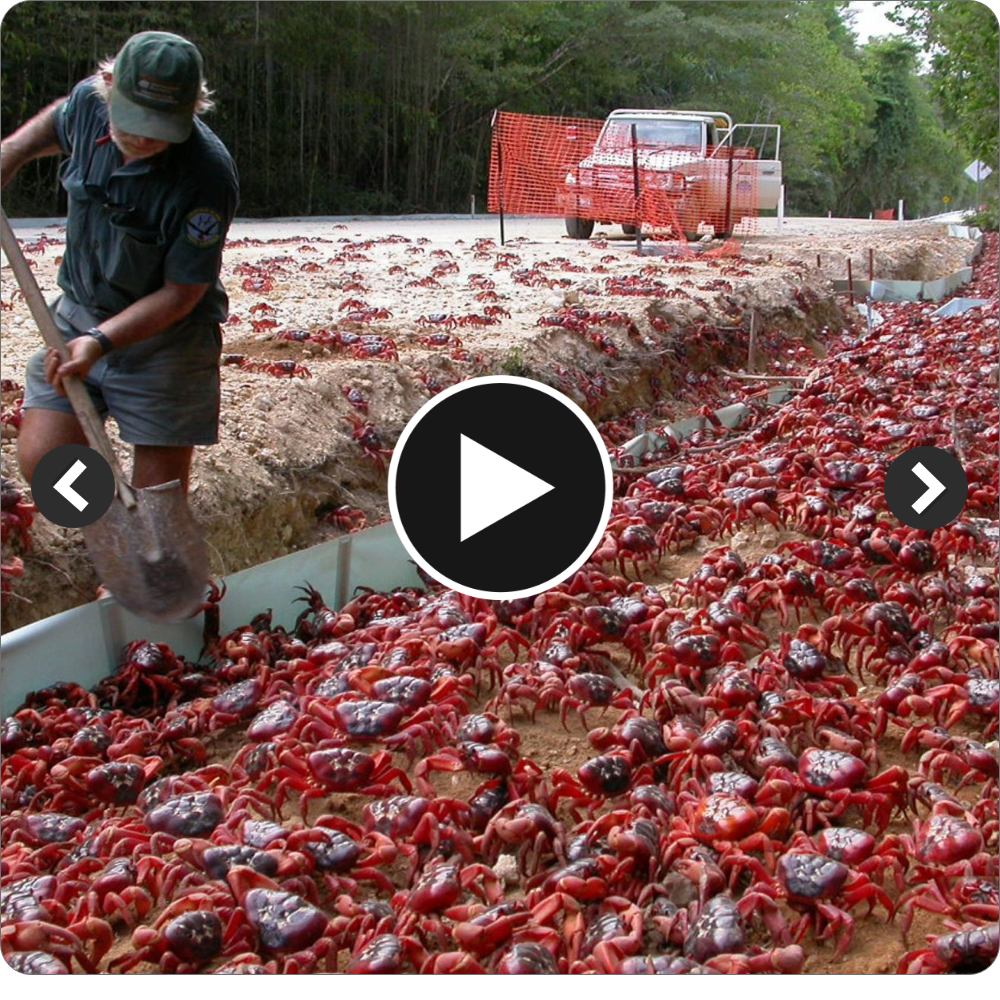 SN Nature’s Spectacle: Witness Millions of Red Crabs Unite in a Mesmerizing Mating Ritual on Christmas Island