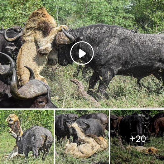 Watch as Buffaloes Trample Old Lion