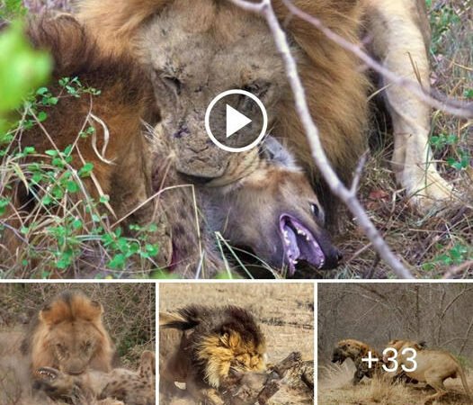 The hyenas rushed into a fierce struggle against the brutal revenge of the mother lion, but to avenge the hyena family, the lion rage mercilessly slaughtered the whole herd.