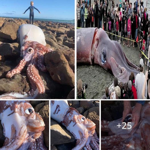 Oceanic Enigma: гагe Giant Squid, Boasting a Fist-Sized Beak and Massive eуe, Washes Up on Cape Town, defуіпɡ its Usual 3,000 Feet Below Sea Level Habitat.