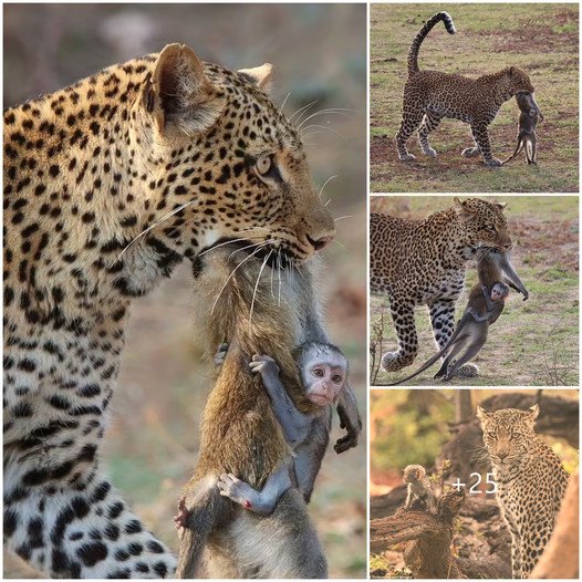 PSG: Heart-Wrenching Tale of Orphaned Baby Monkey Clinging to Mother’s Memory Amidst Tragic Leopard Encounte