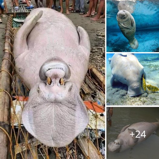 “Philippine Fishermen Reveal Secrets of Strange Animals.” ‎