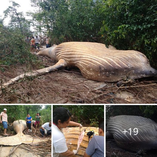 Nature’s Puzzle: Baffling Discovery of a 10-Ton Whale in the Amazon Rainforest Leaves Scientists Astonished