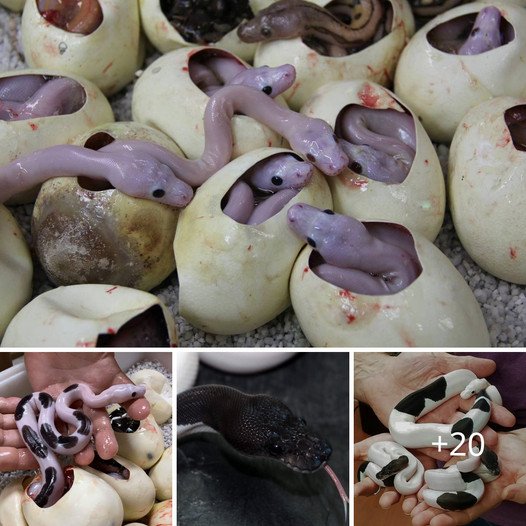 Terrifying Encounter: Farmer Discovers Strange Nest of Mutant Snakes with Hundreds of Hatchlings in His Kitchen. ‎