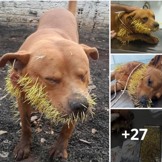 The wailing of the can: a heart-breaking scene of a beloved dog caught between thorns