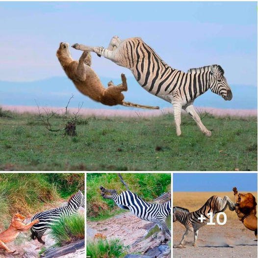The Great Escape: The zebra quickly knocked away the hungry lioness’ claws with a back kick straight to the face, stunning the lion