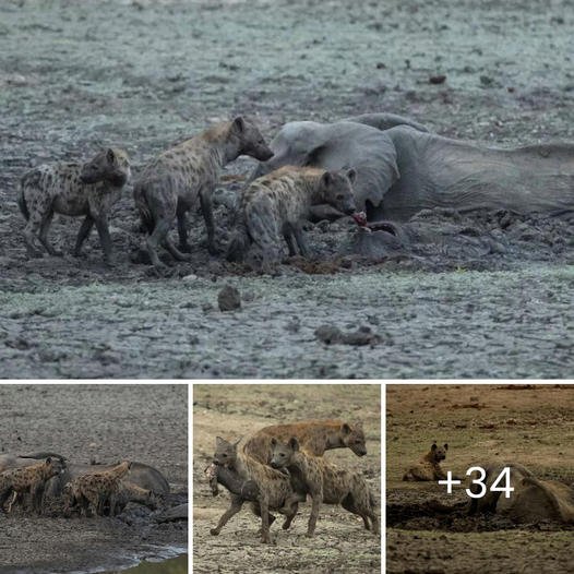 A mother elephant was foгсed to watch her baby being аttасked by a pack of teггіfуіпɡ hyenas after they both got ѕtᴜсk in the mud