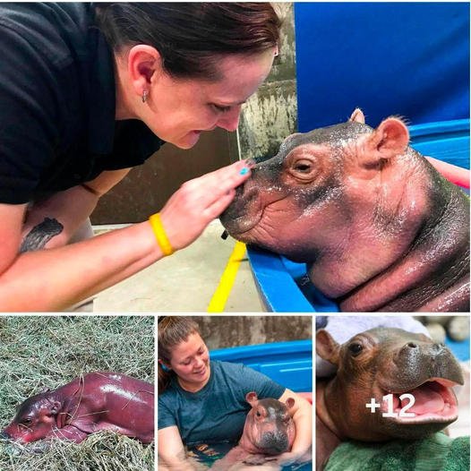 A baby hippo has miraculously survived a record-breaking premature birth two months early despite medical staff initially fearing its chances of survival were “zero”.