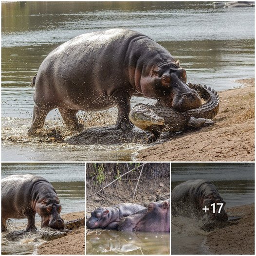 Mother Hippo’s Fury: Crocodile Pays the Price for Approaching Newborn ‎