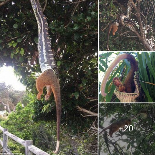 Tourists were treated to their own nature show when they spotted a giant python swallowing a large animal as it swung from a tree