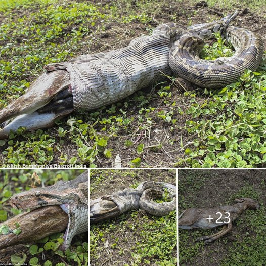 Unbelievable Predatory Act: Camera Footage Documents Indian Rock Python Swallowing Whole Antelope