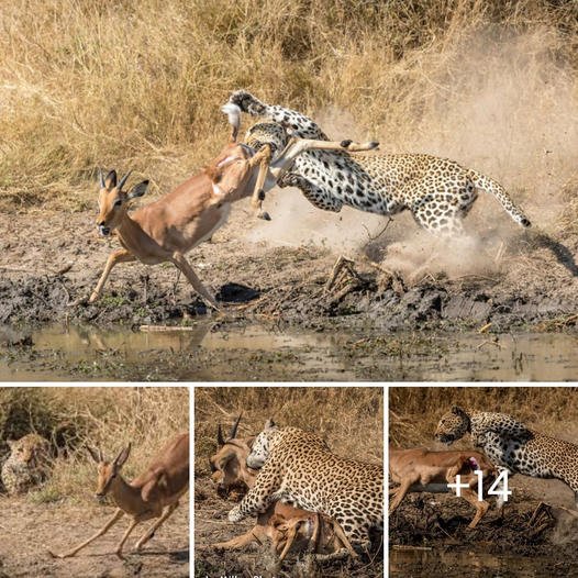 A 12-year-old female leopard is using all her strength to һᴜпt antelope in Kruger
