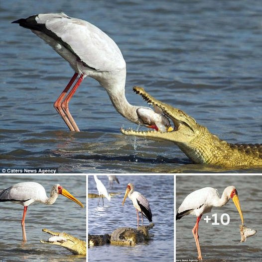 The moment a stork was lucky enough to keep its head after crawling into a crocodile’s mouth more than 4 meters long to get its prey