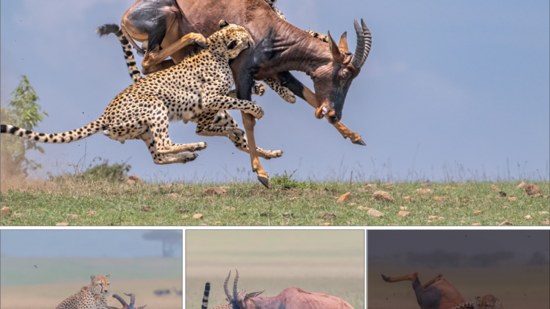 Dramatic moment a leopard grabs a giant antelope and wrestles it to the ground before swallowing it along with its herd.